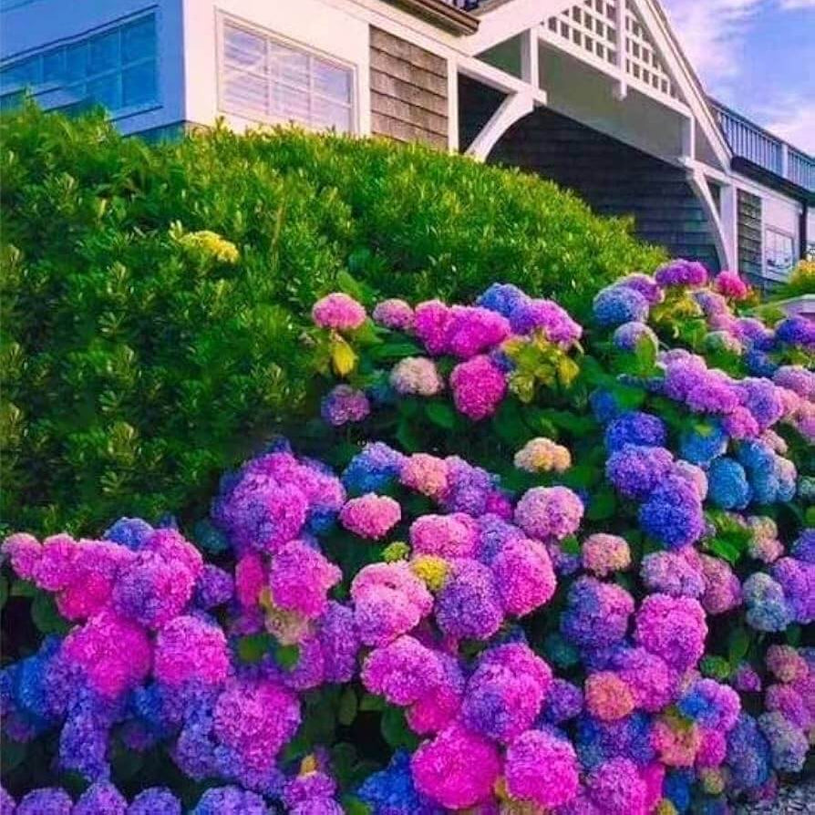 Hydrangea Seeds – Blue Pink Purple