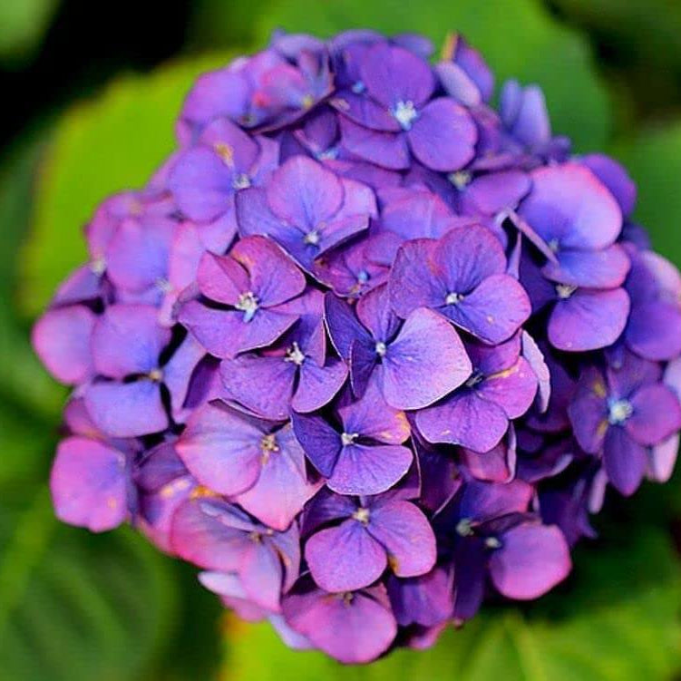 Hydrangea Seeds – Blue Purple