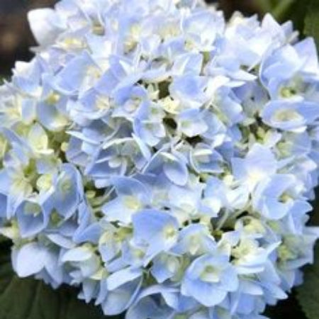 Hydrangea Seeds – Blue White