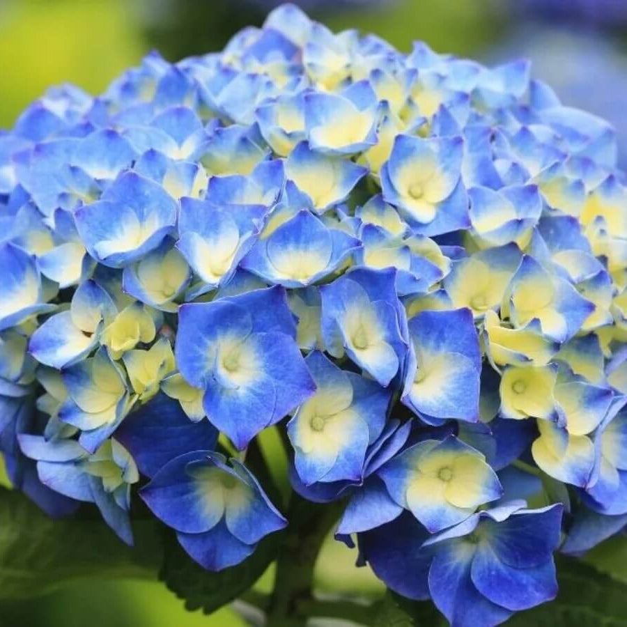 Hydrangea Seeds – Blue Yellow