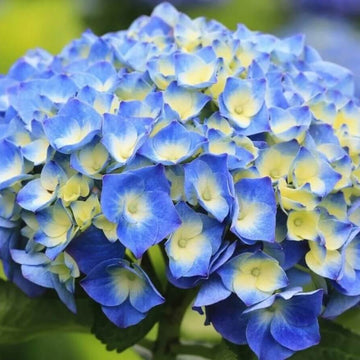 Hydrangea Seeds – Blue Yellow