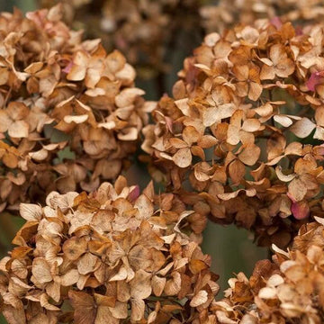 Hydrangea Seeds – Brown