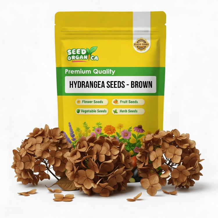 Hydrangea Seeds – Brown