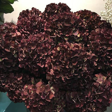 Hydrangea Seeds – Chocolate