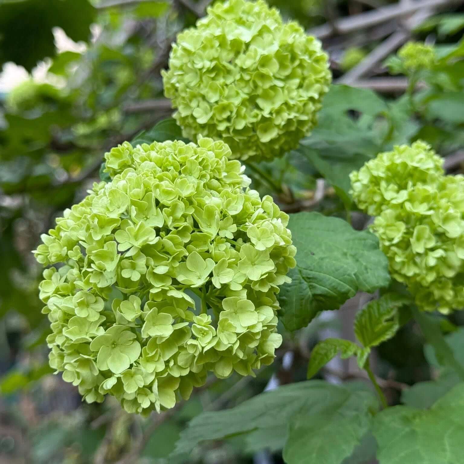 Hydrangea Seeds – Dark Green