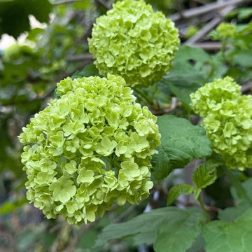 Hydrangea Seeds – Dark Green
