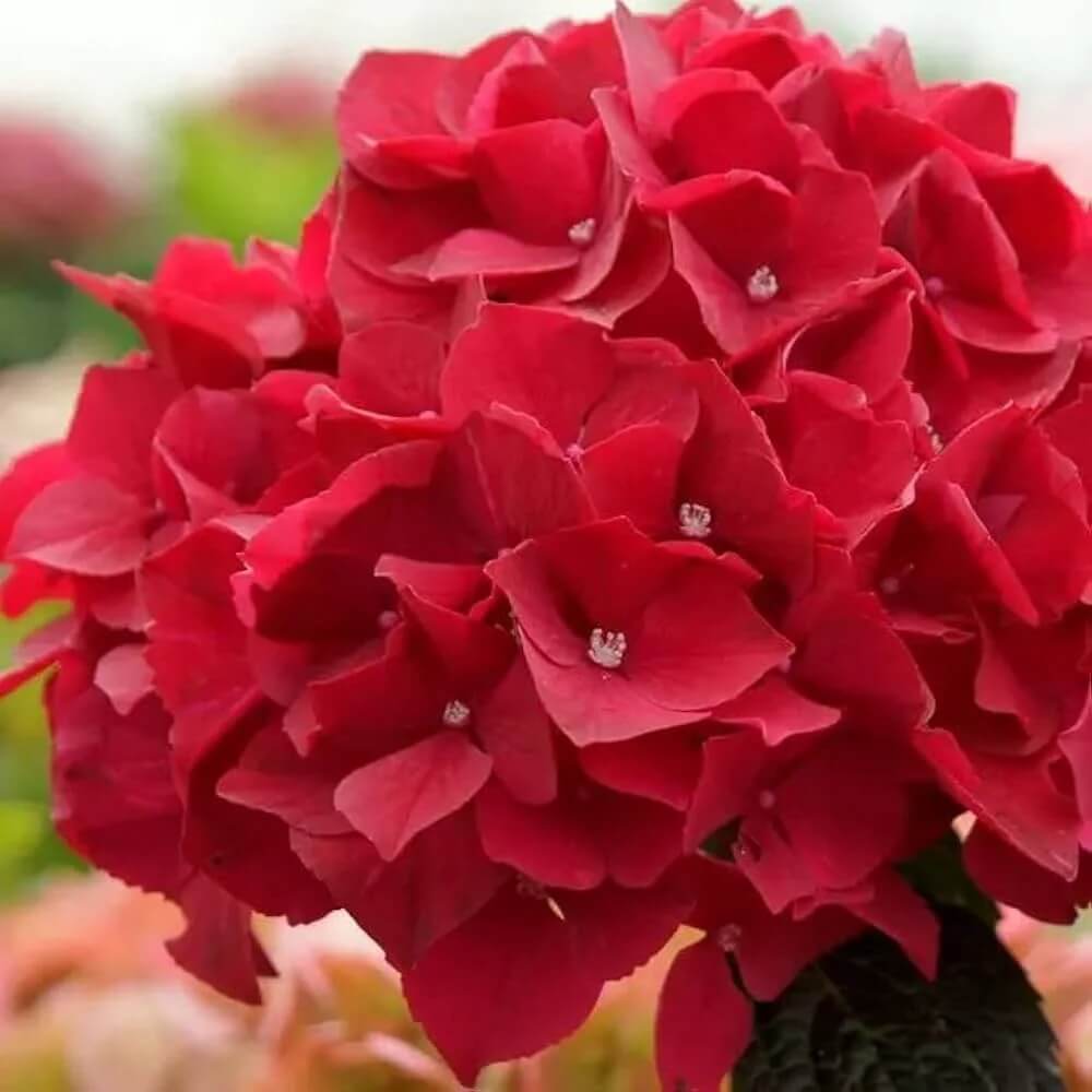 Hydrangea Seeds – Deep Red