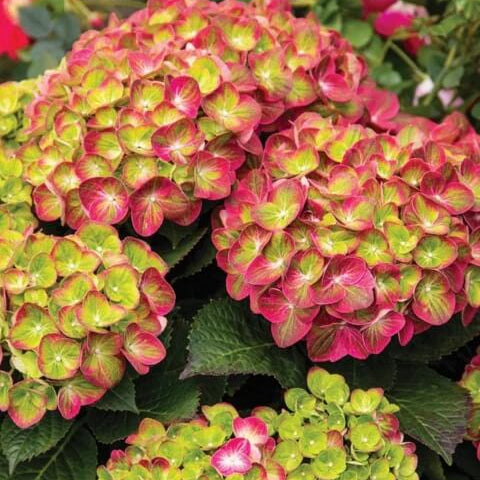 Hydrangea Seeds – Green Pink