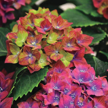 Hydrangea Seeds – Green Red