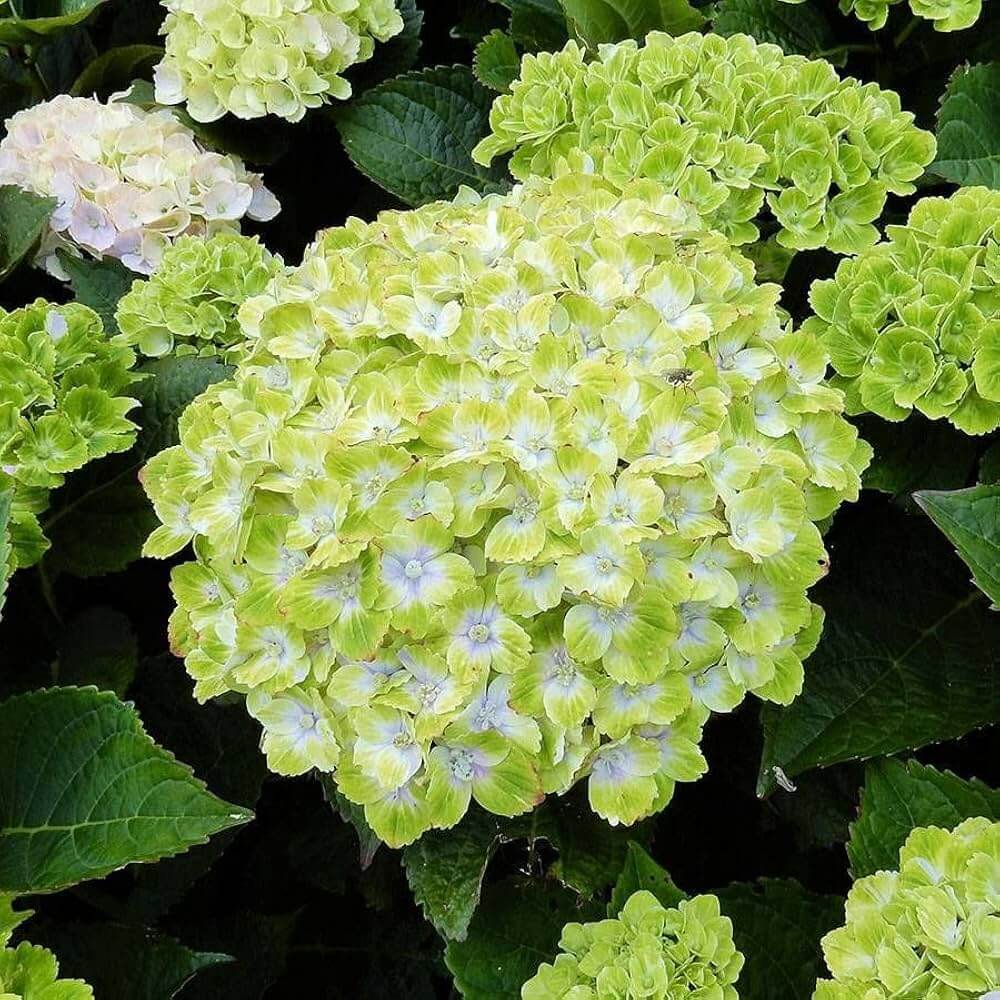 Hydrangea Seeds – Green White