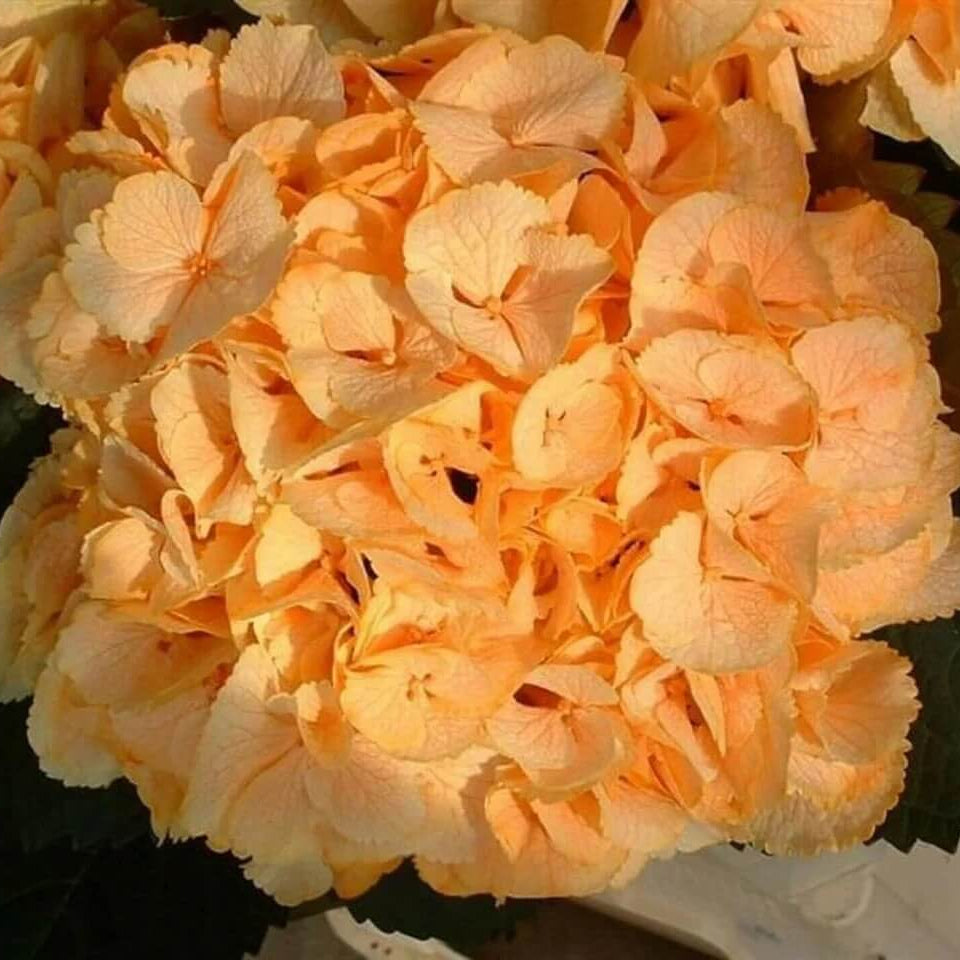 Hydrangea Seeds – Light Orange