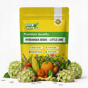 Hydrangea Seeds – Little Lime