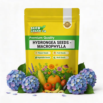 Hydrangea Seeds – Macrophylla