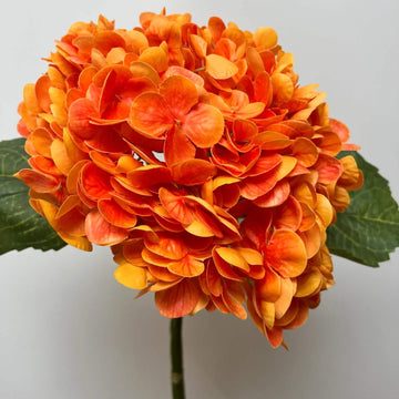 Hydrangea Seeds – Orange