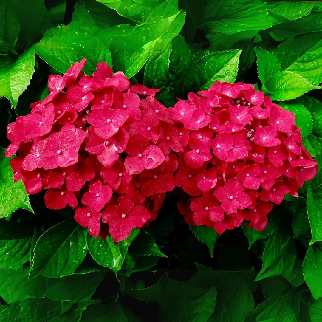 Hydrangea Seeds – Pink