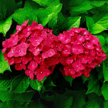 Hydrangea Seeds – Pink