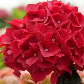 Hydrangea Seeds – Red Baron