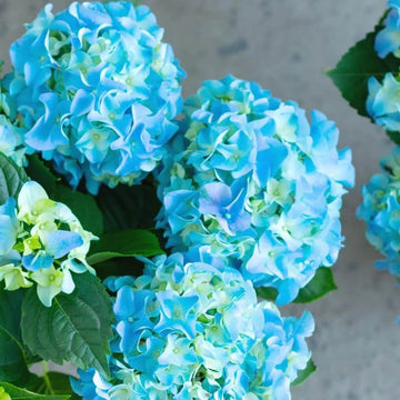 Hydrangea Seeds – Sea Blue