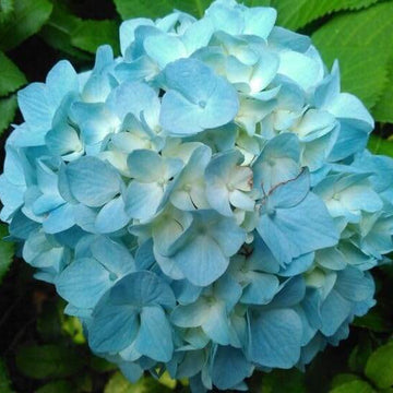 Hydrangea Seeds – Sky Blue