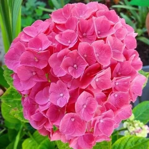 Hydrangea Seeds – Thick Pink