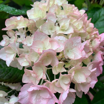 Hydrangea Seeds – White Pink