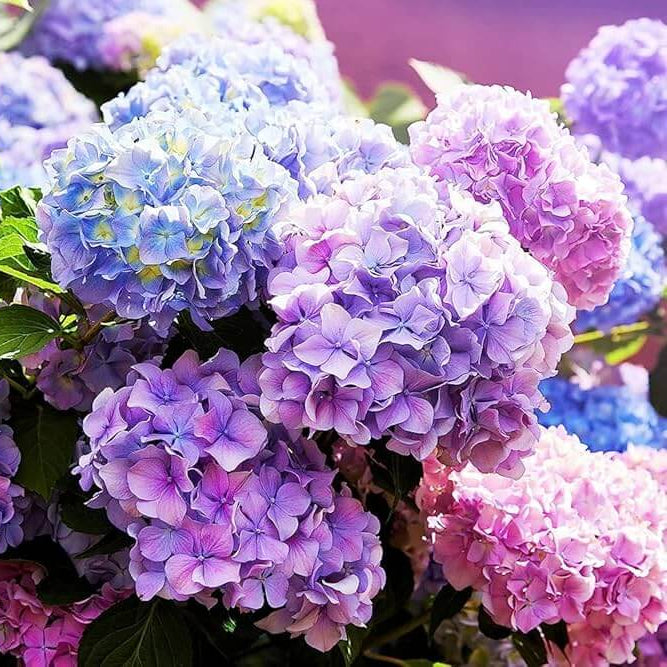 Hydrangea Seeds – Wildflower Mix