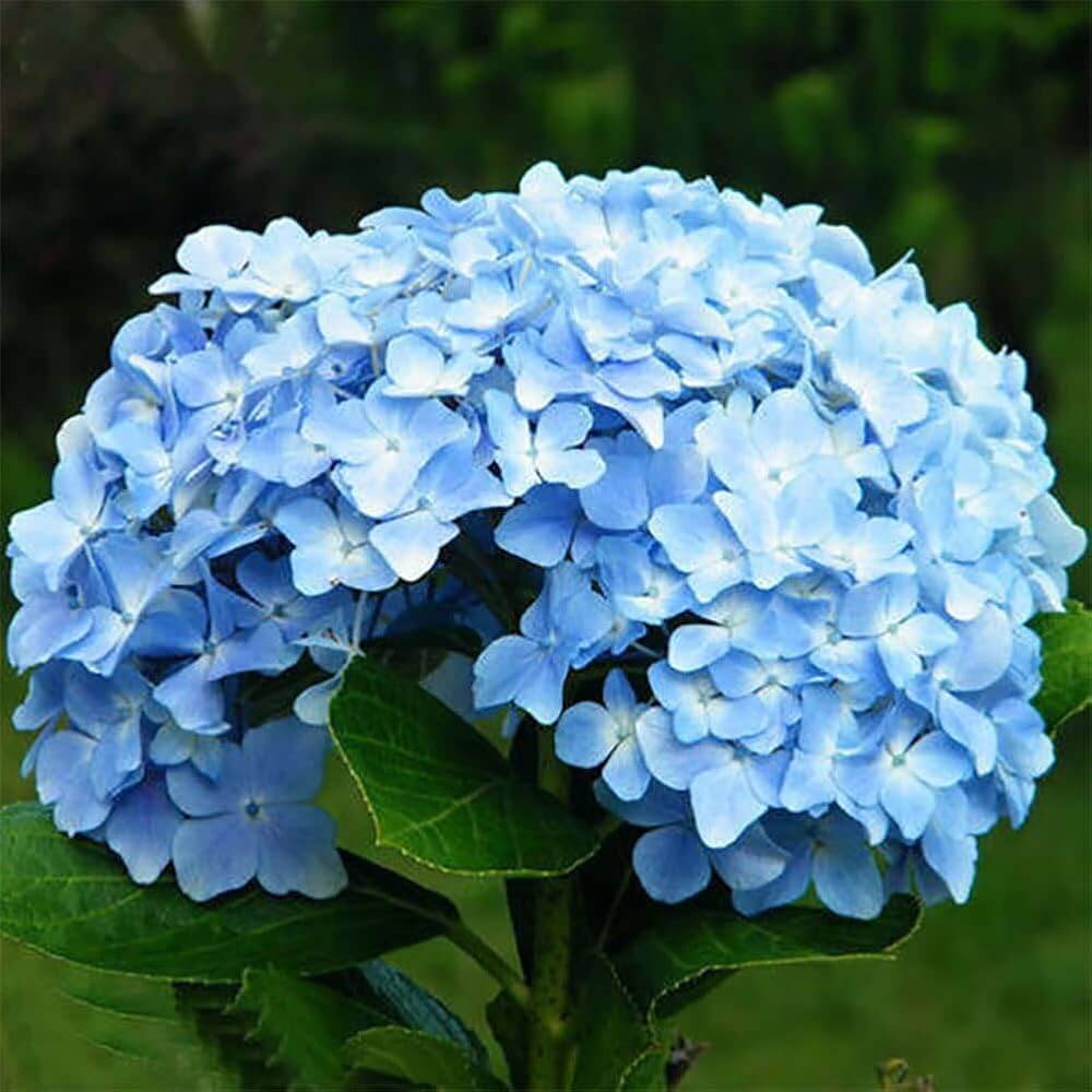 Hydrangea Seeds – Sky Blue
