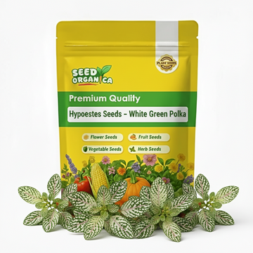 Hypoestes Seeds – White Green Polka