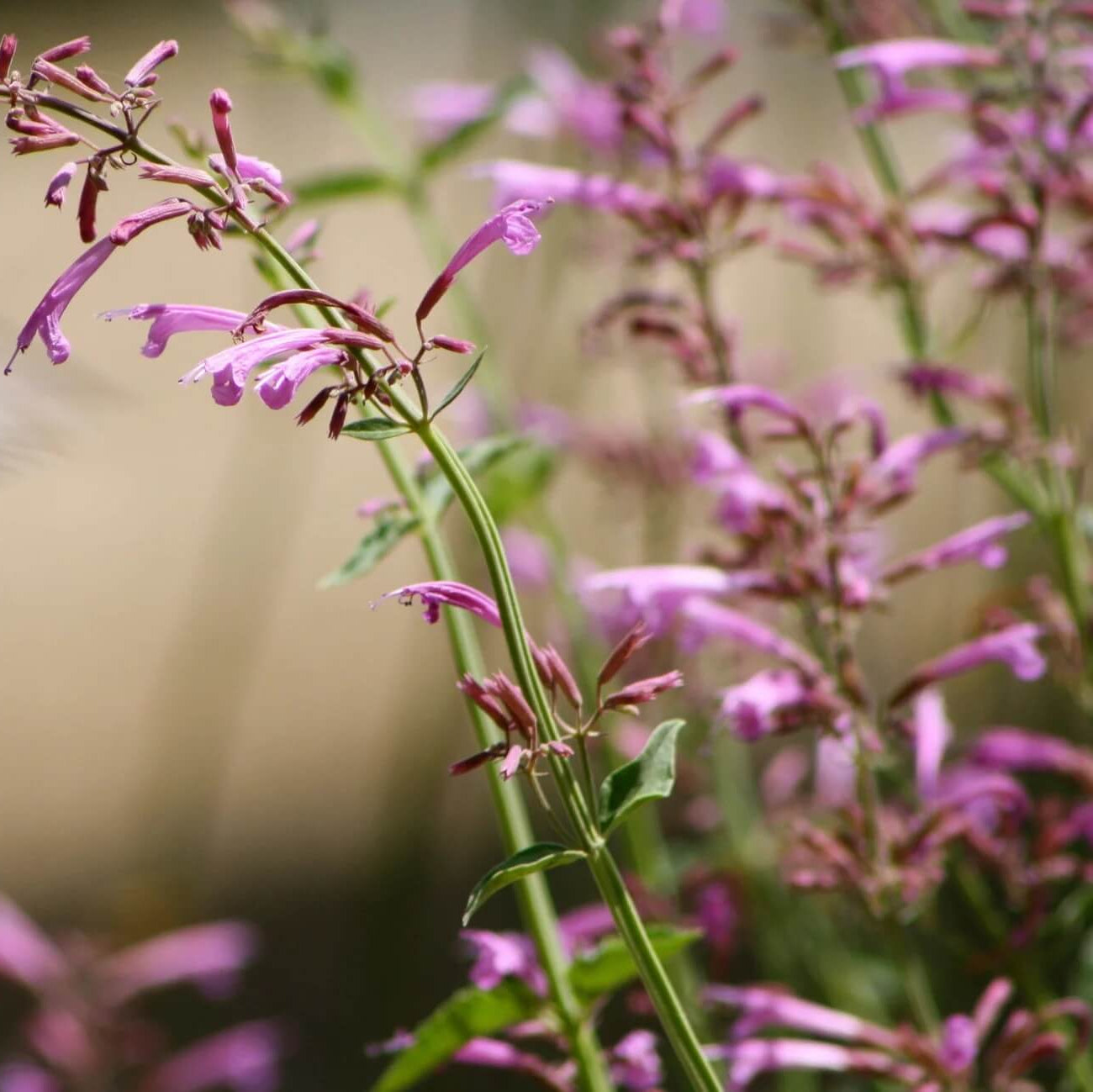Hyssop Seeds – Agastache Mixed Colors
