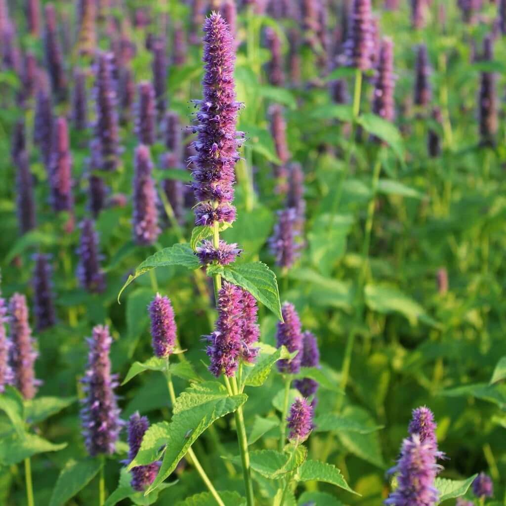Hyssop Seeds – Heirloom