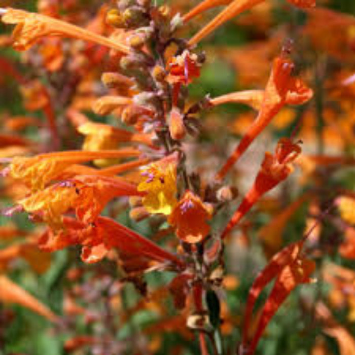 Hyssop Seeds – Orange Agastache
