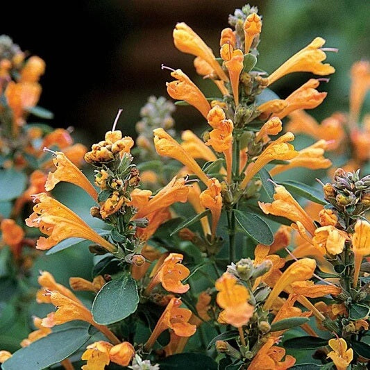 Hyssop Seeds – Orange Agastache