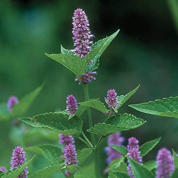 Hyssop Seeds - All In One For Home Gardens