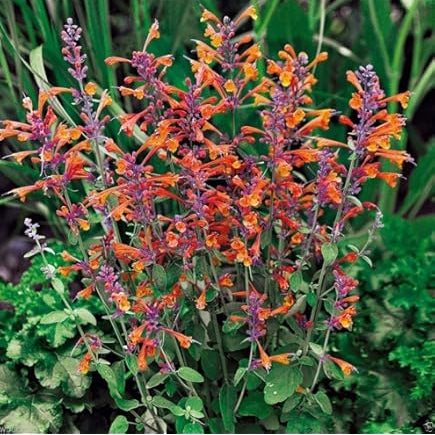 Hyssop Seeds – Agastache Mixed Colors