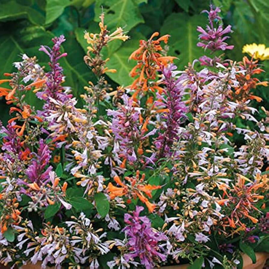 Hyssop Seeds – Agastache Mixed Colors