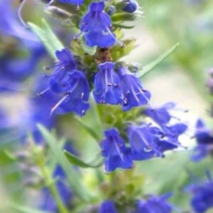 Hyssop Seeds – Blue
