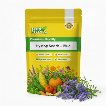 Hyssop Seeds – Blue