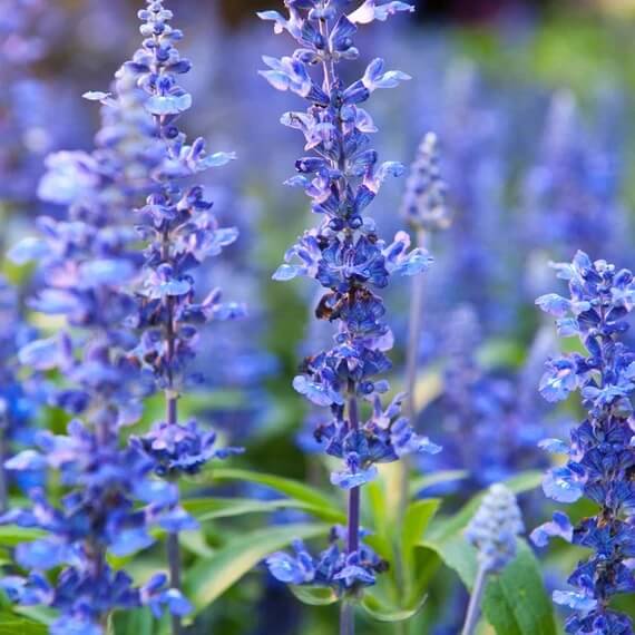 Hyssop Seeds – Blue