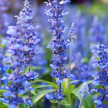 Hyssop Seeds – Blue