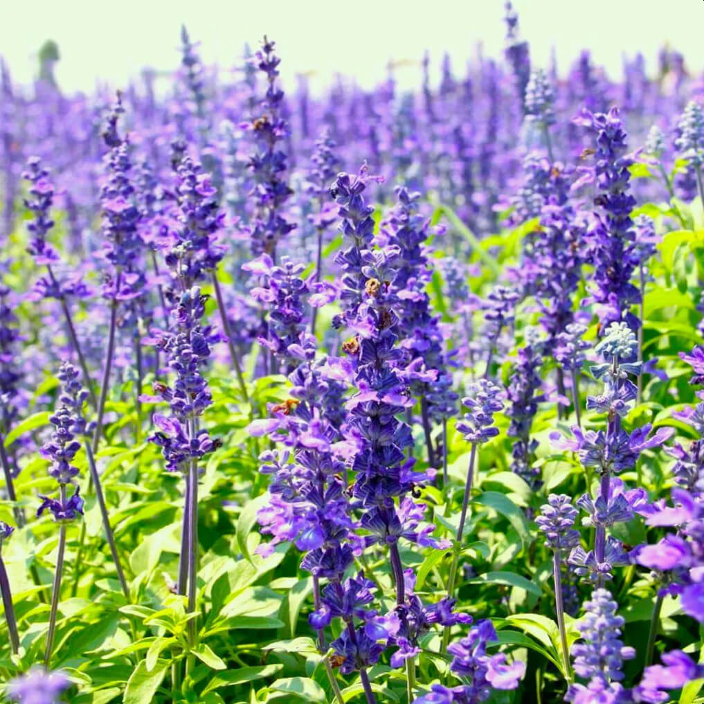 Hyssop Seeds – Blue