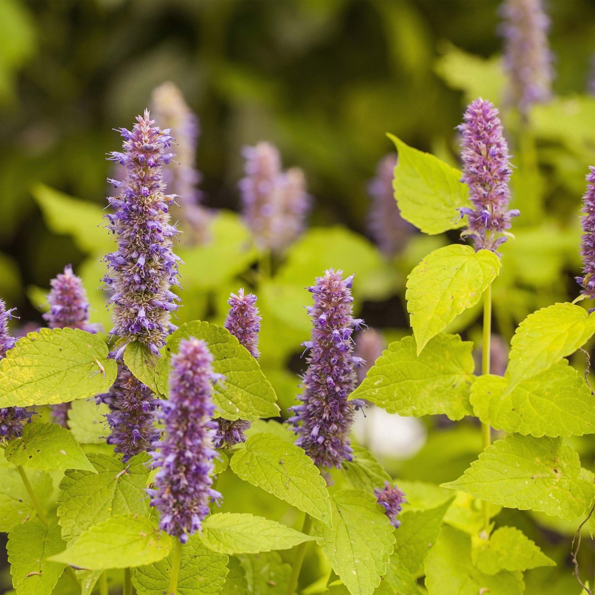 Hyssop Seeds – Heirloom
