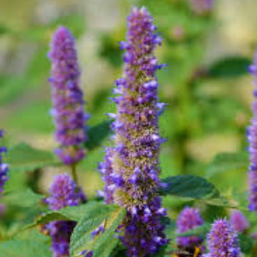 Hyssop Seeds – Heirloom