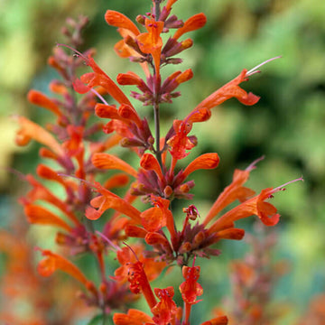 Hyssop Seeds – Orange Agastache