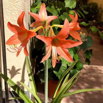 Amaryllis Seeds – Barbados Lily