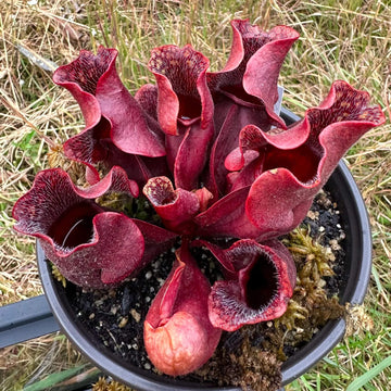 Pitcher Plant Seeds – Purple