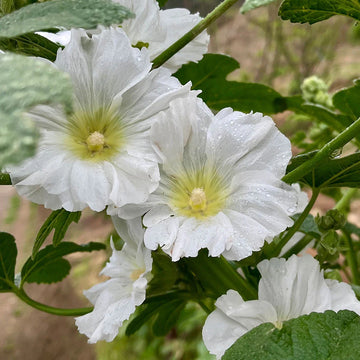 Hollyhock Seeds – White