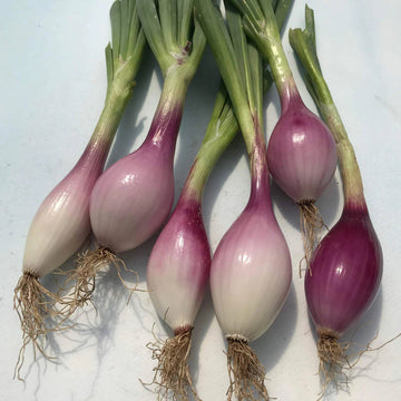 Onion Seeds – Red Long of Tropea