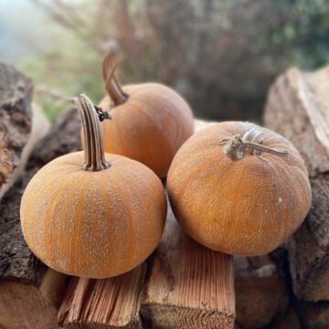Squash Seeds – Amish Pie