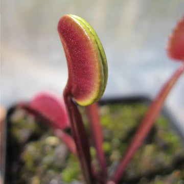 Green Dragon Venus Flytrap Seeds – Flower Plant