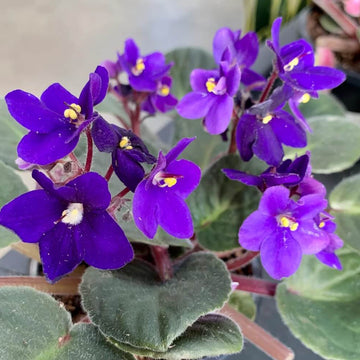 African Violet Seeds – Heirloom